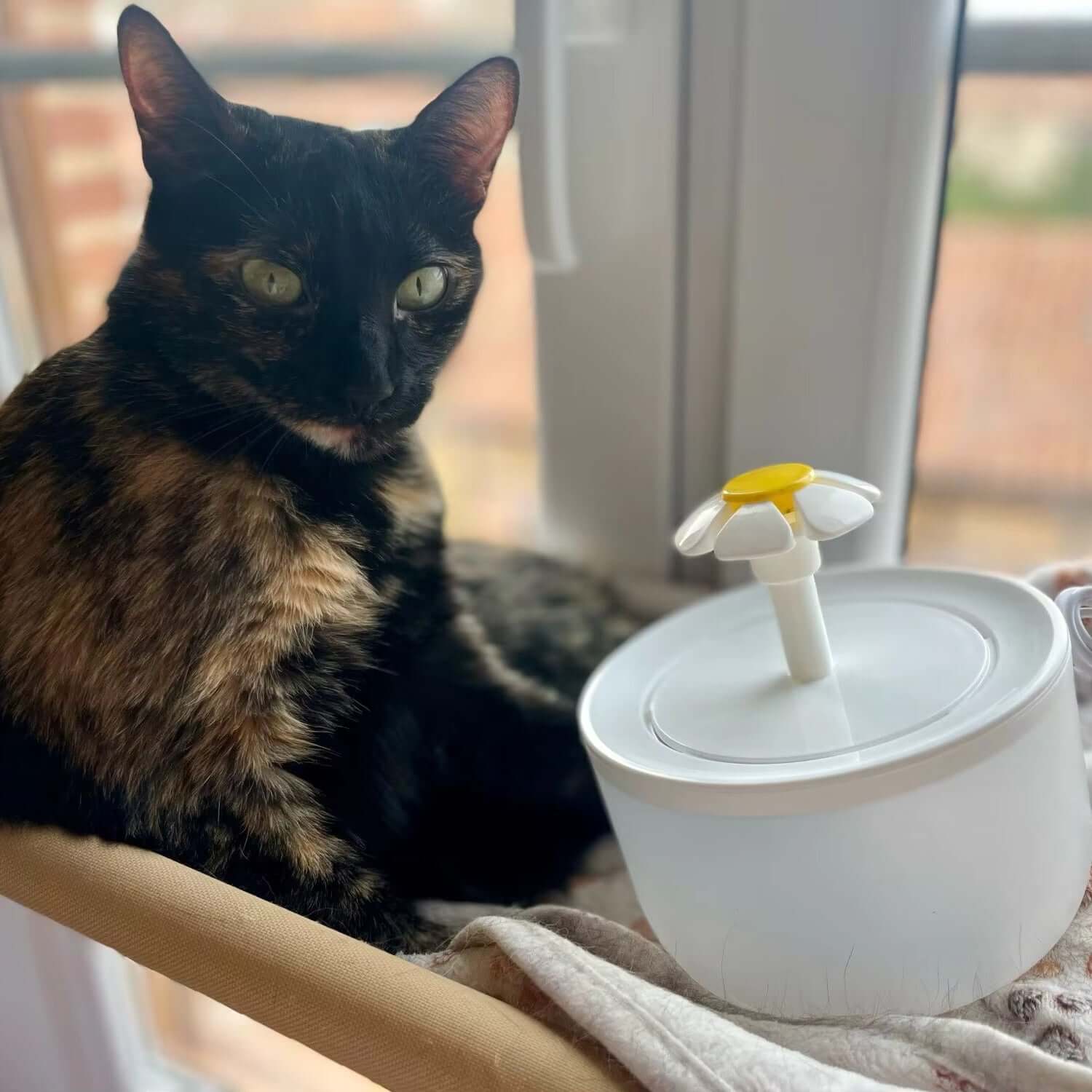 Cat Water Fountain next to a tortoiseshell cat, showcasing the modern design for fresh hydration.