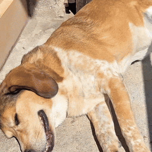 Dog Cooling Mat (1+1) - A happy dog enjoying life while lying on a cooling mat outdoors.